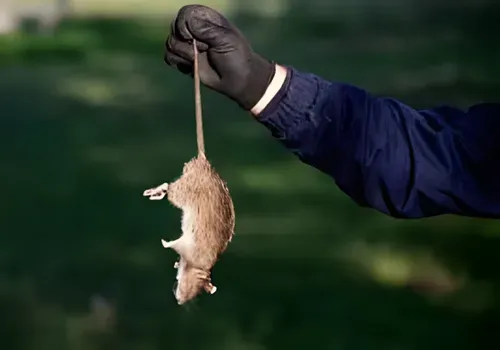 Residential pest inspection